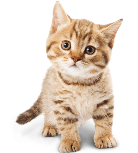 cat-png1